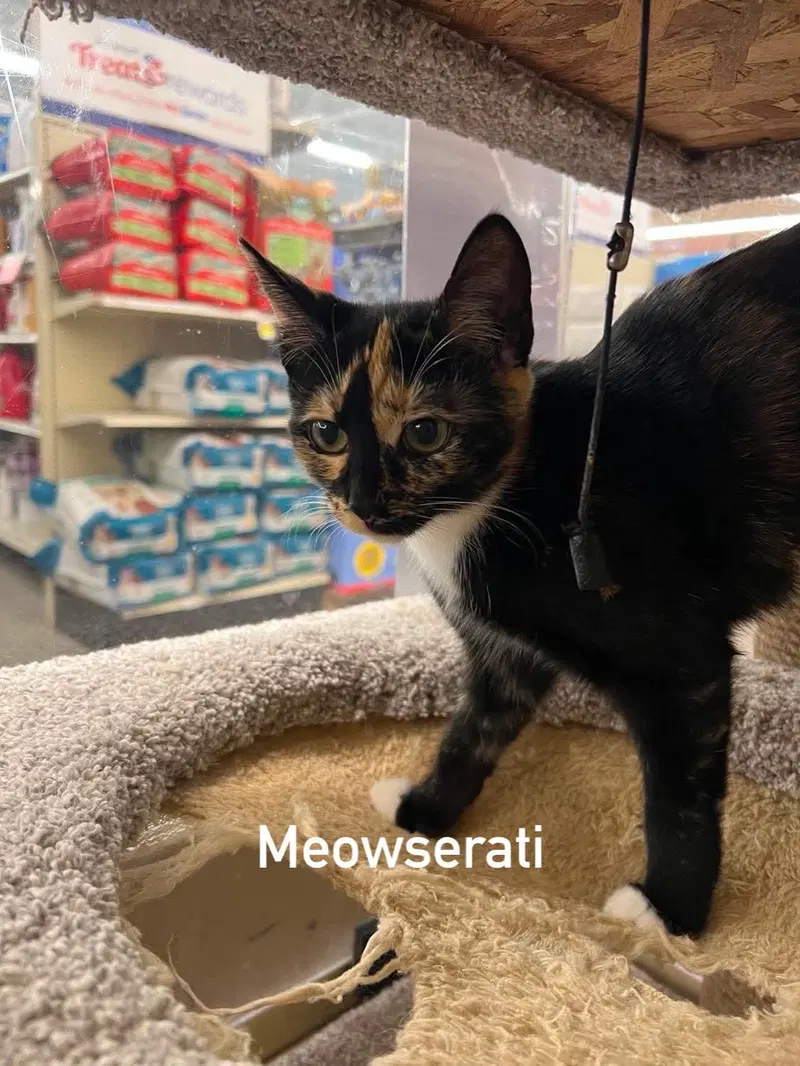 Meowserati, photo 2
