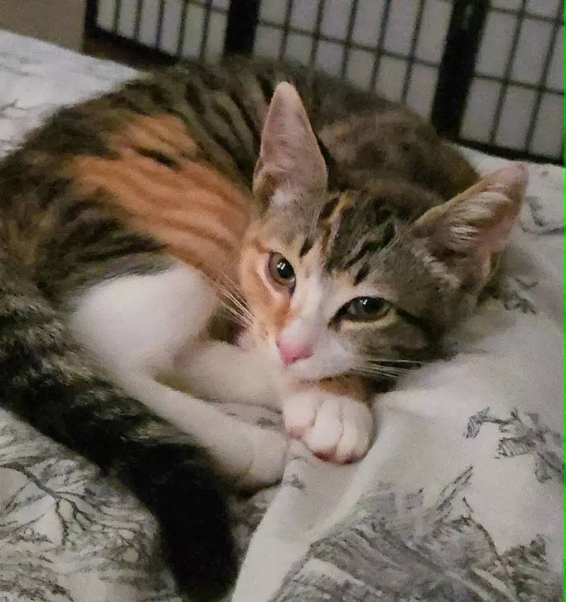 Promo, a female cat up for adoption