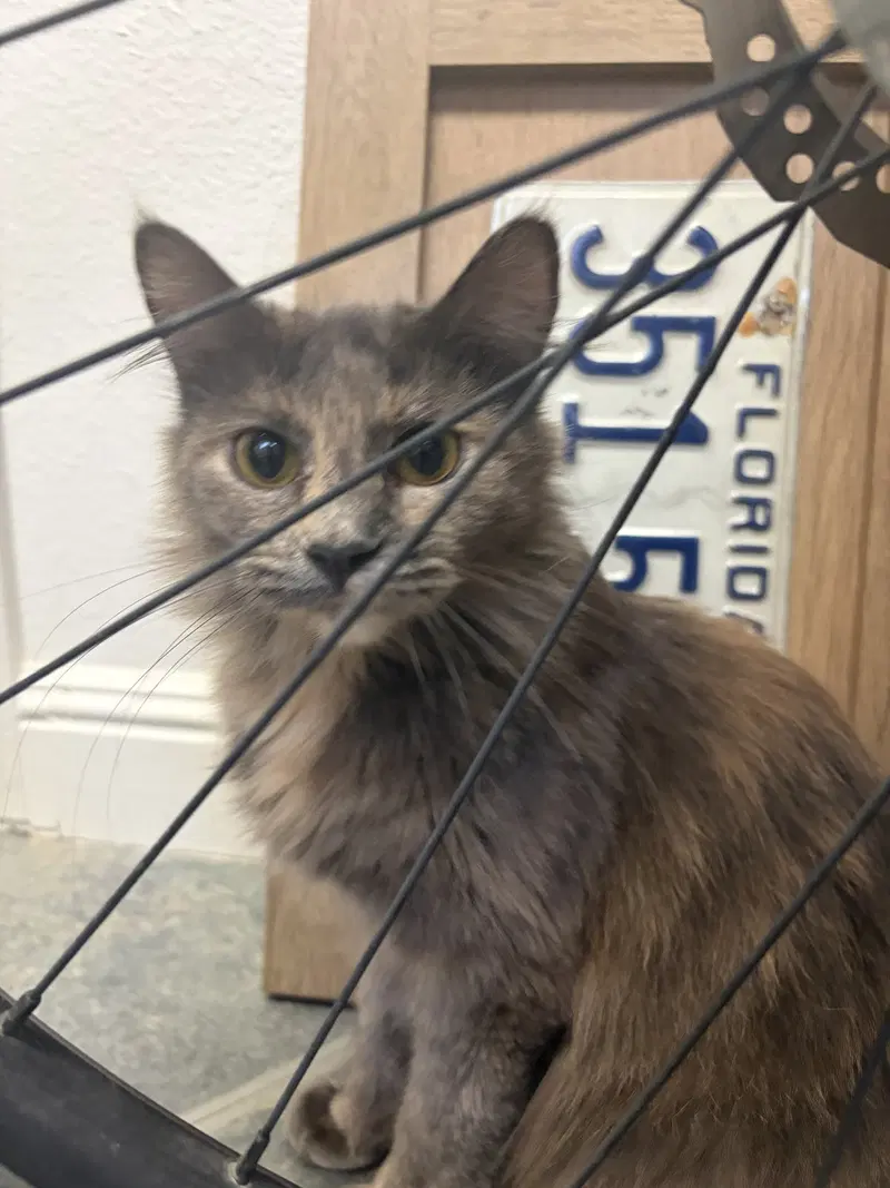 June, a female kitten up for adoption