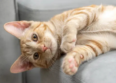 Watch the video of Jelly