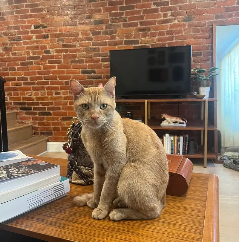Andy, an adult male cat up for adoption