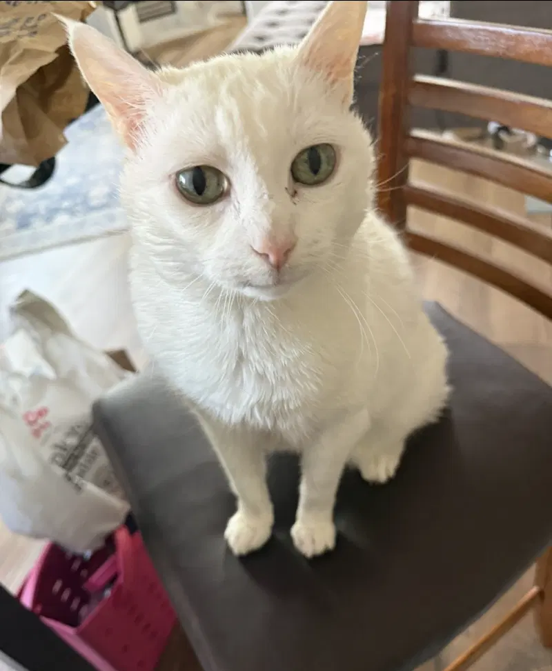 Lala, photo 2