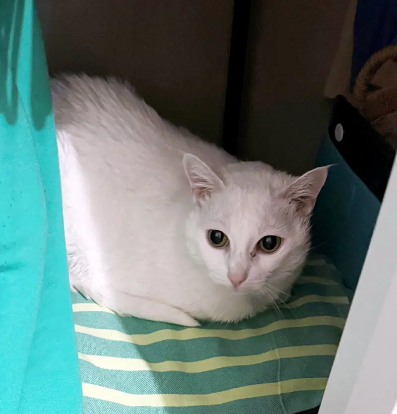 Lala, a senior female cat up for adoption