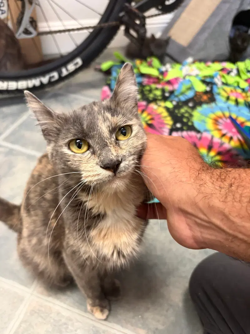 Sage, a young female cat up for adoption