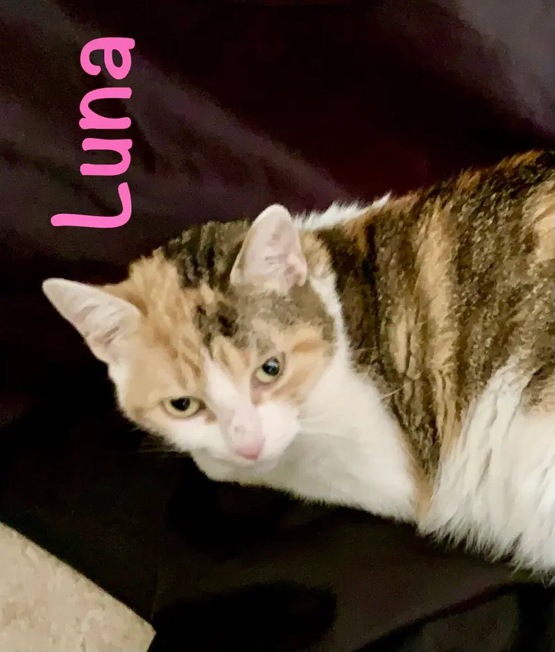 Luna, photo 8