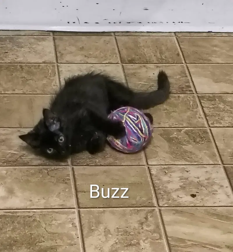 Buzz, photo 3