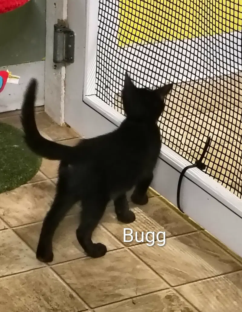 Bugg, photo 3