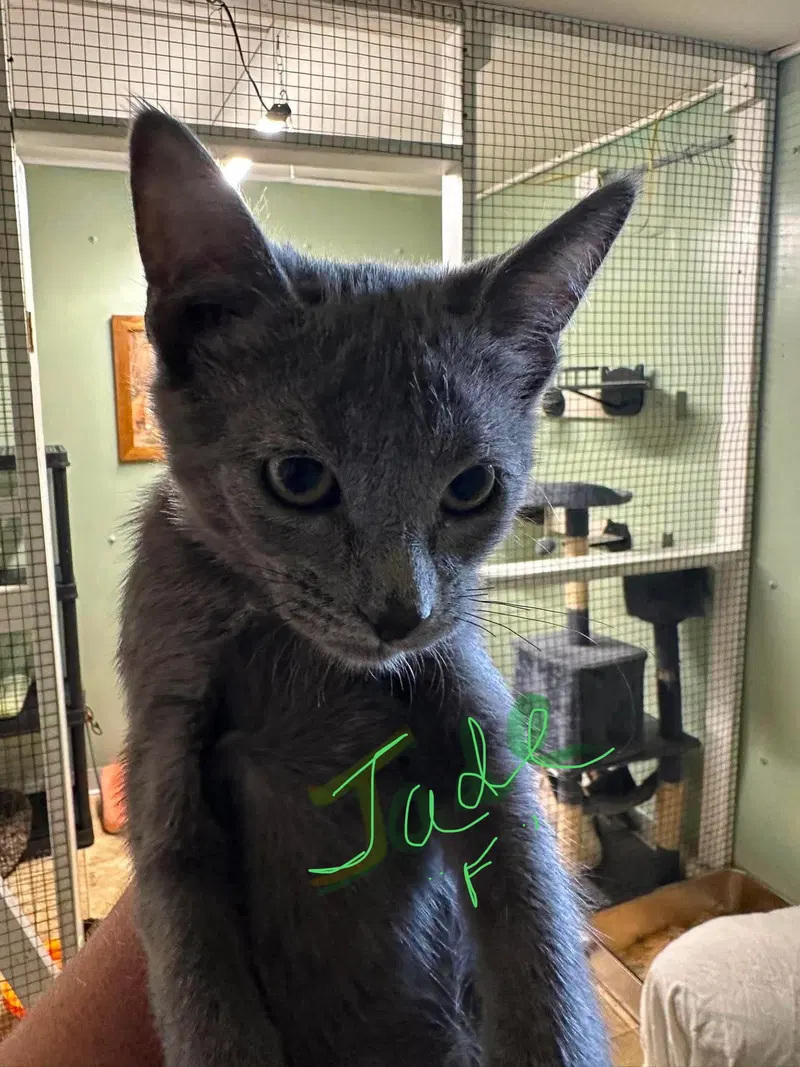 Jade, photo 2