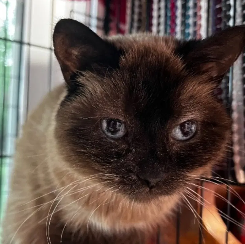 Tia, photo 4