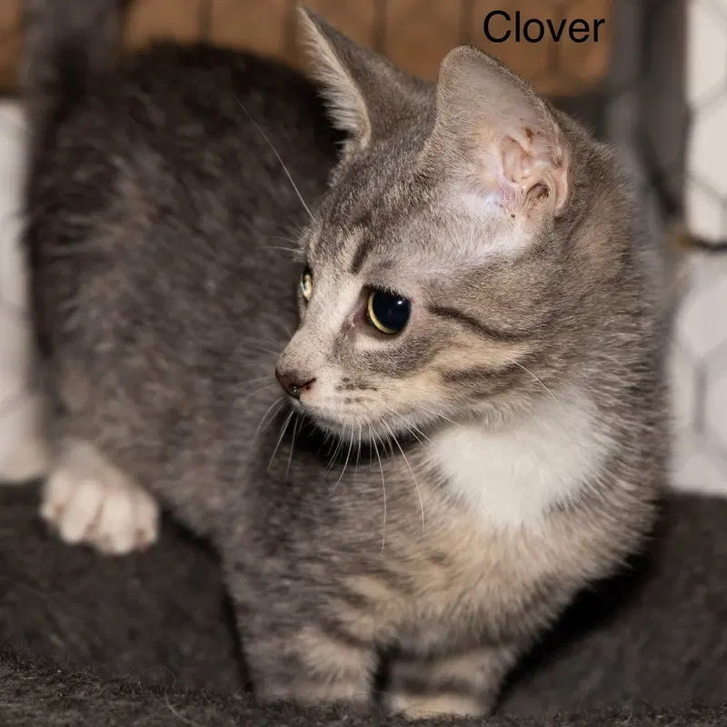 Kitten, a female kitten up for adoption