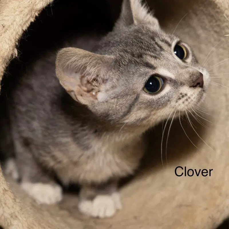 Kitten, photo 2