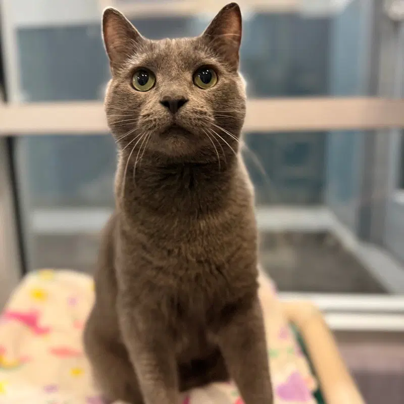 Frosty, an adult male cat up for adoption