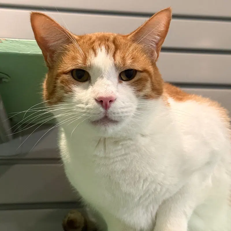 Forest, an adult male cat up for adoption
