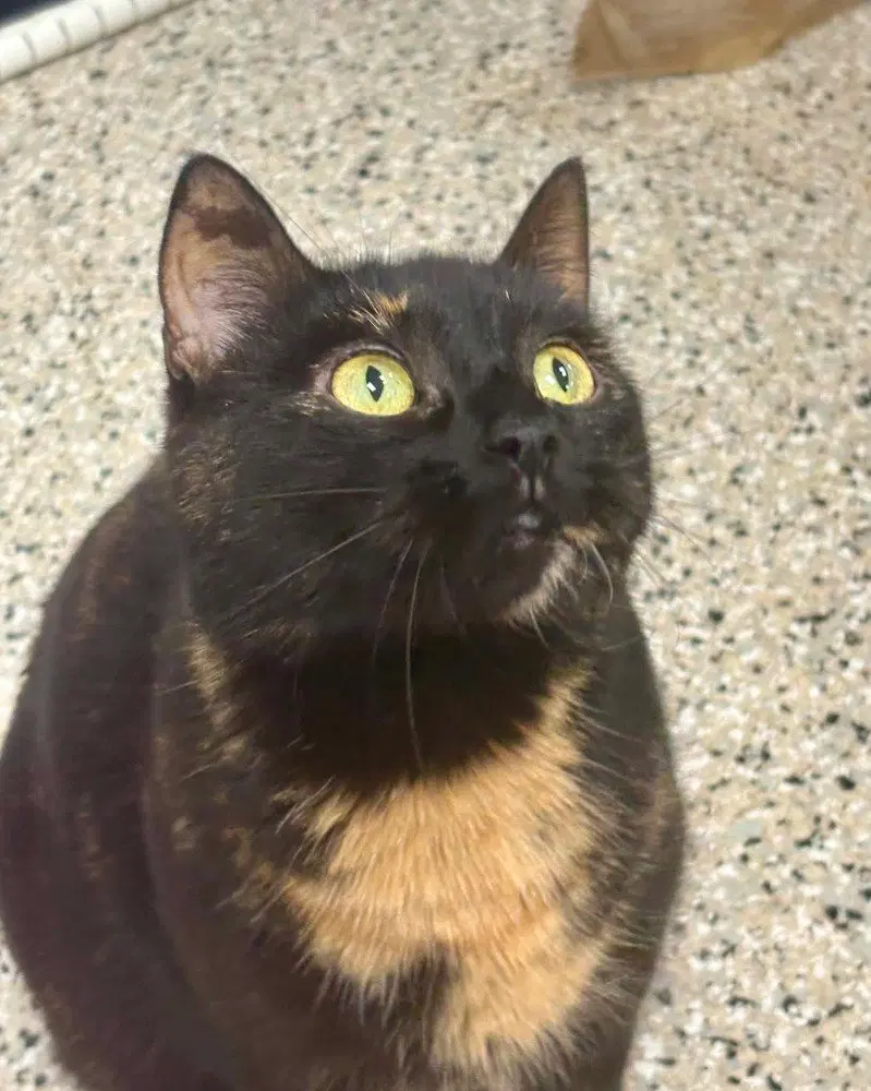 Blossom, an adult female cat up for adoption
