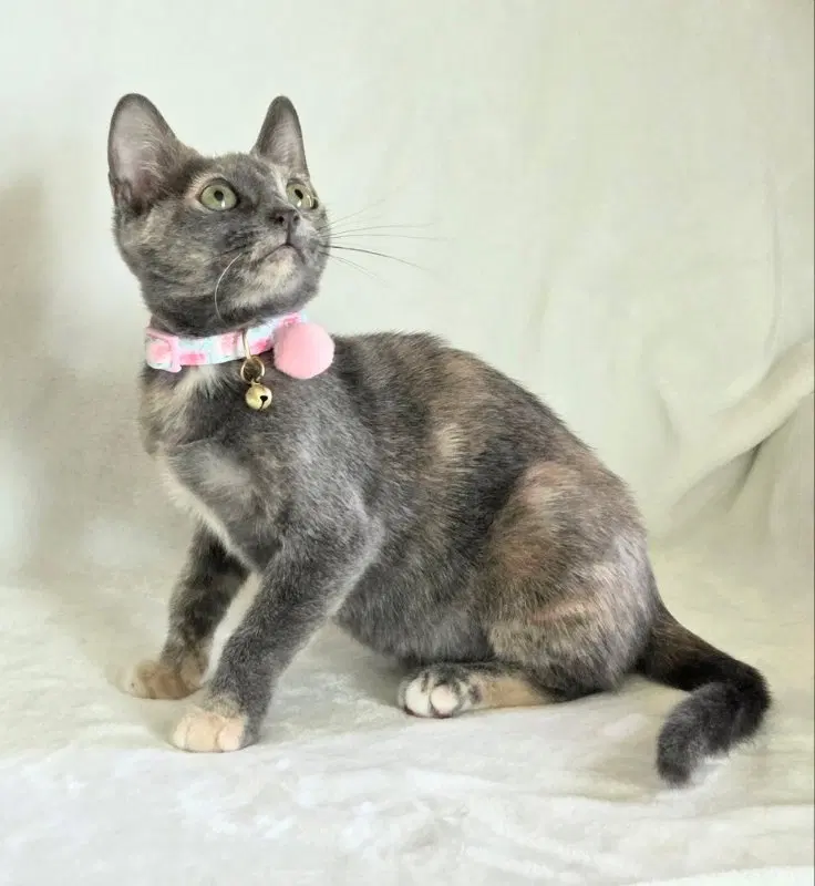 Melody, a young female Tortoiseshell cat up for adoption