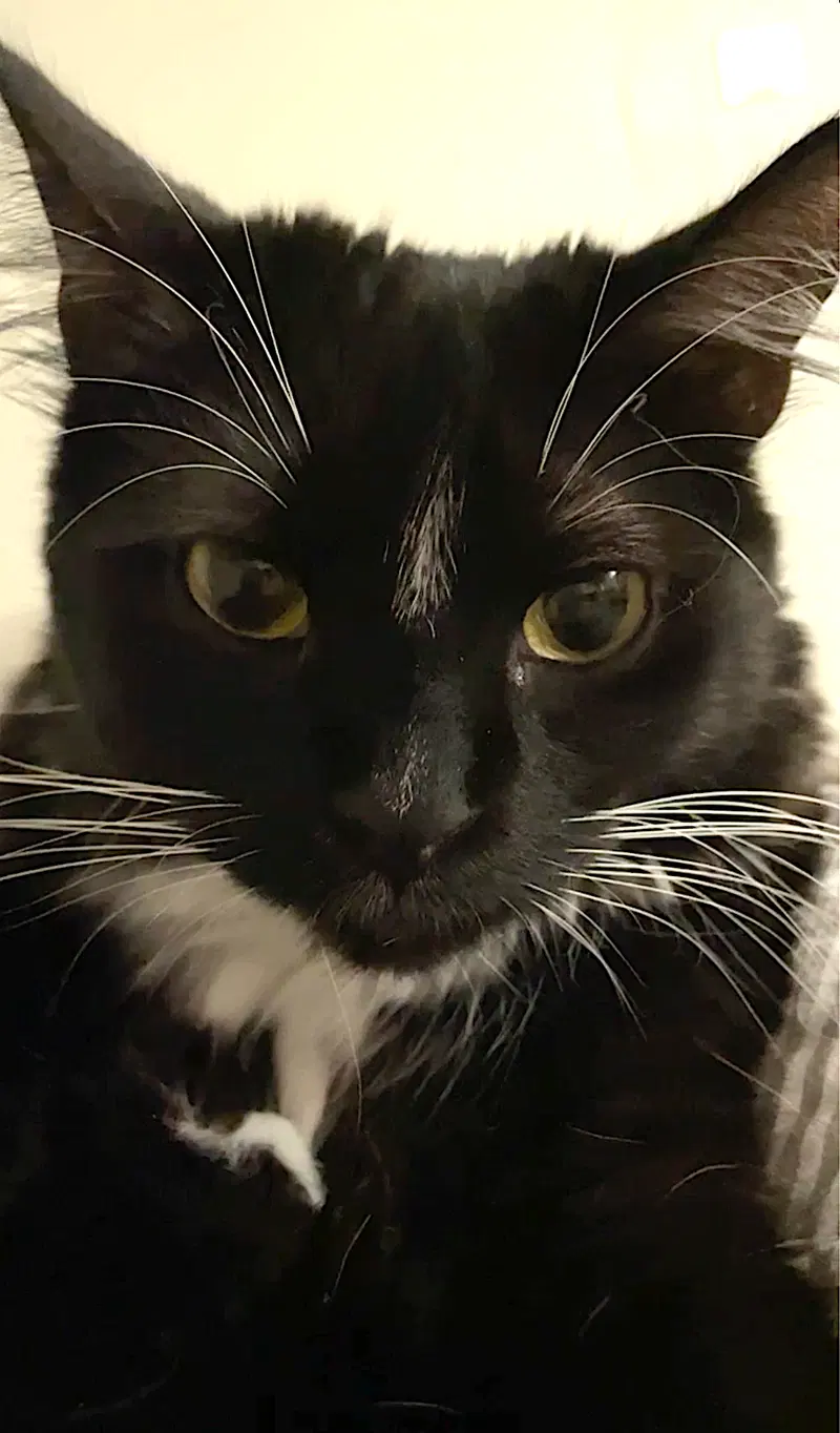 Momo, photo 6