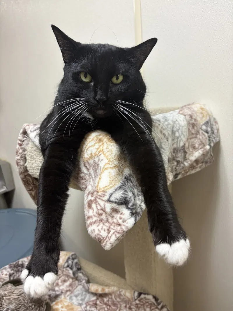 Jesse, an adult female cat up for adoption