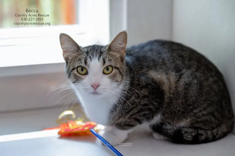 Becca, a young female cat up for adoption