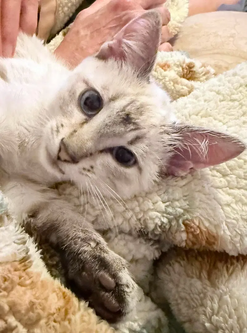 Dionte, a kitten up for adoption