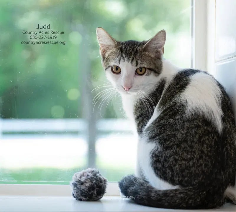 Judd, a male kitten up for adoption