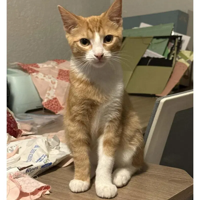 Nehi, a male kitten up for adoption