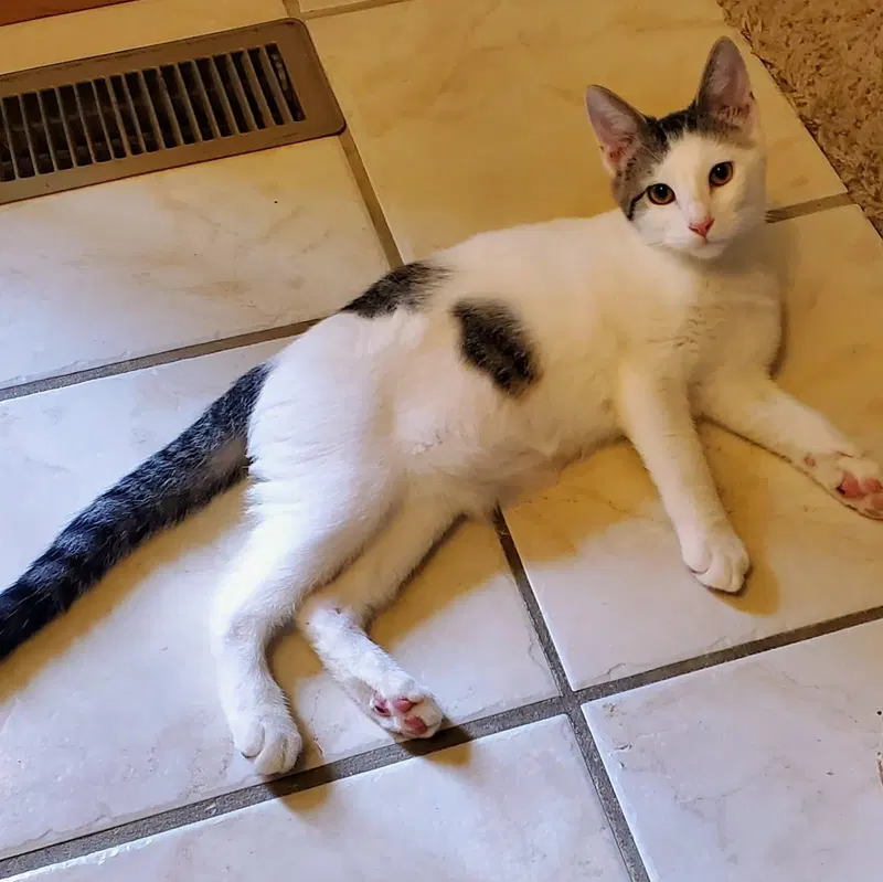 Storm, a male kitten up for adoption