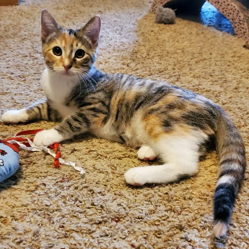 Misty, a female kitten up for adoption