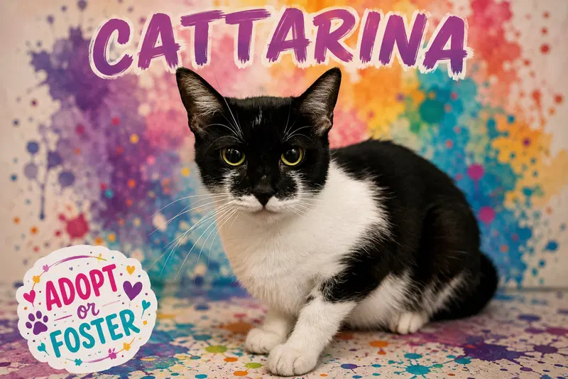 Cattarina, photo 3