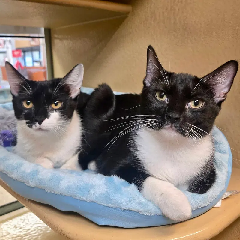 Ladybug & Cricket, female Tuxedo cats up for adoption