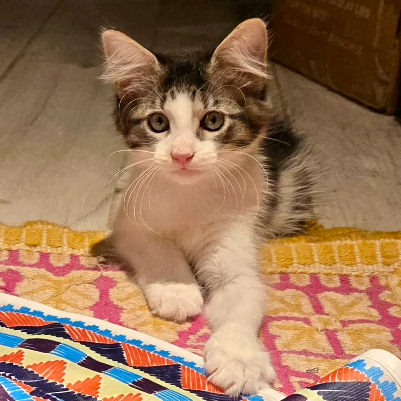 Fern, a female cat up for adoption
