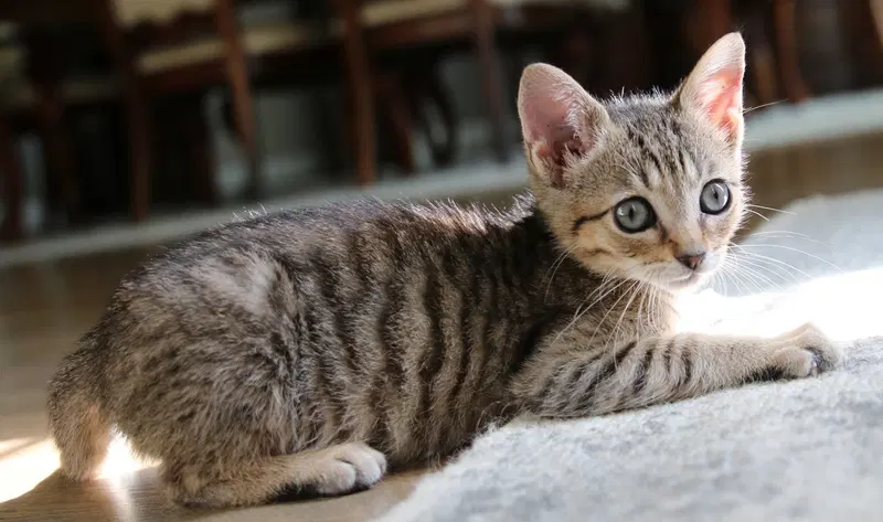 Bugsy, a male kitten up for adoption