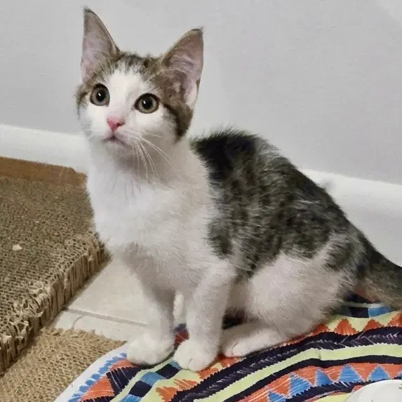 Willow, a female cat up for adoption