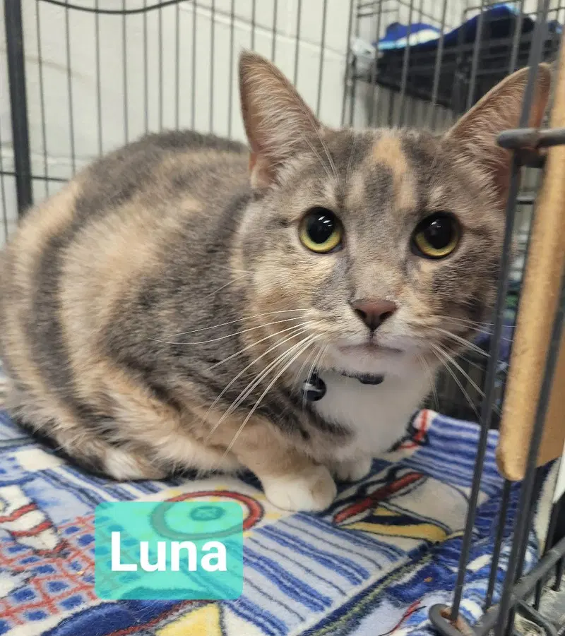 Luna, photo 2