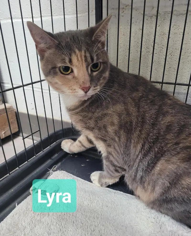 Lyra, photo 2
