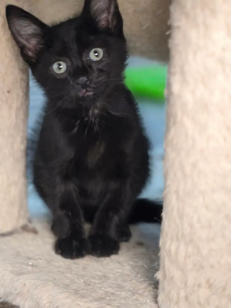 Evander, up for adoption near Eton, GA