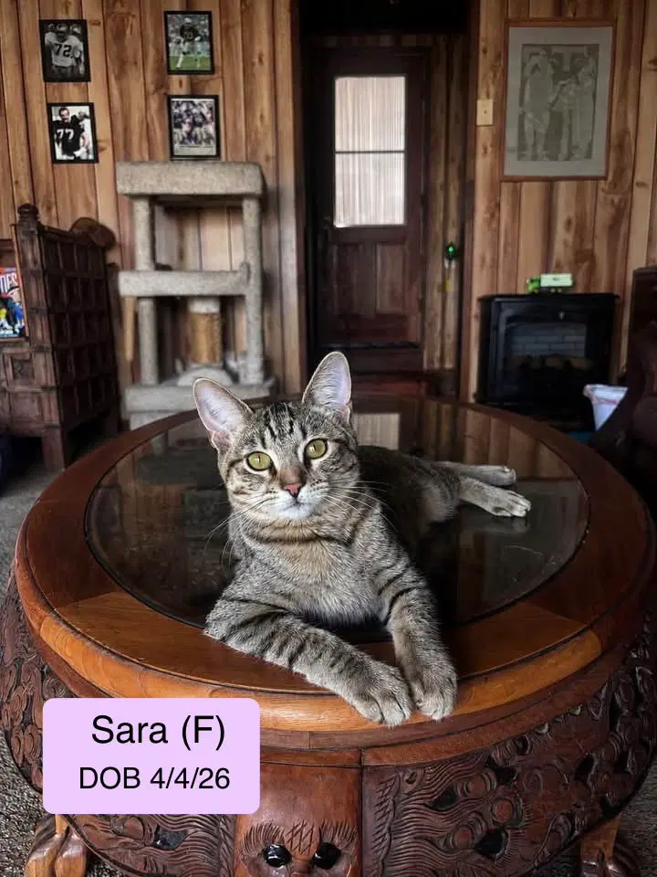 Sara, a female kitten up for adoption