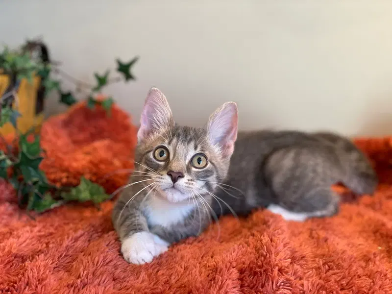 Stormy, a male Tabby kitten up for adoption