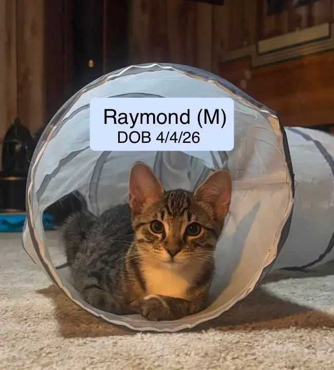 Raymond, a male Tabby kitten up for adoption