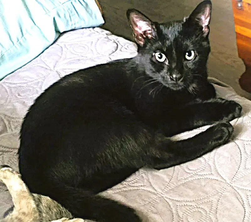 Kelilah, photo 4