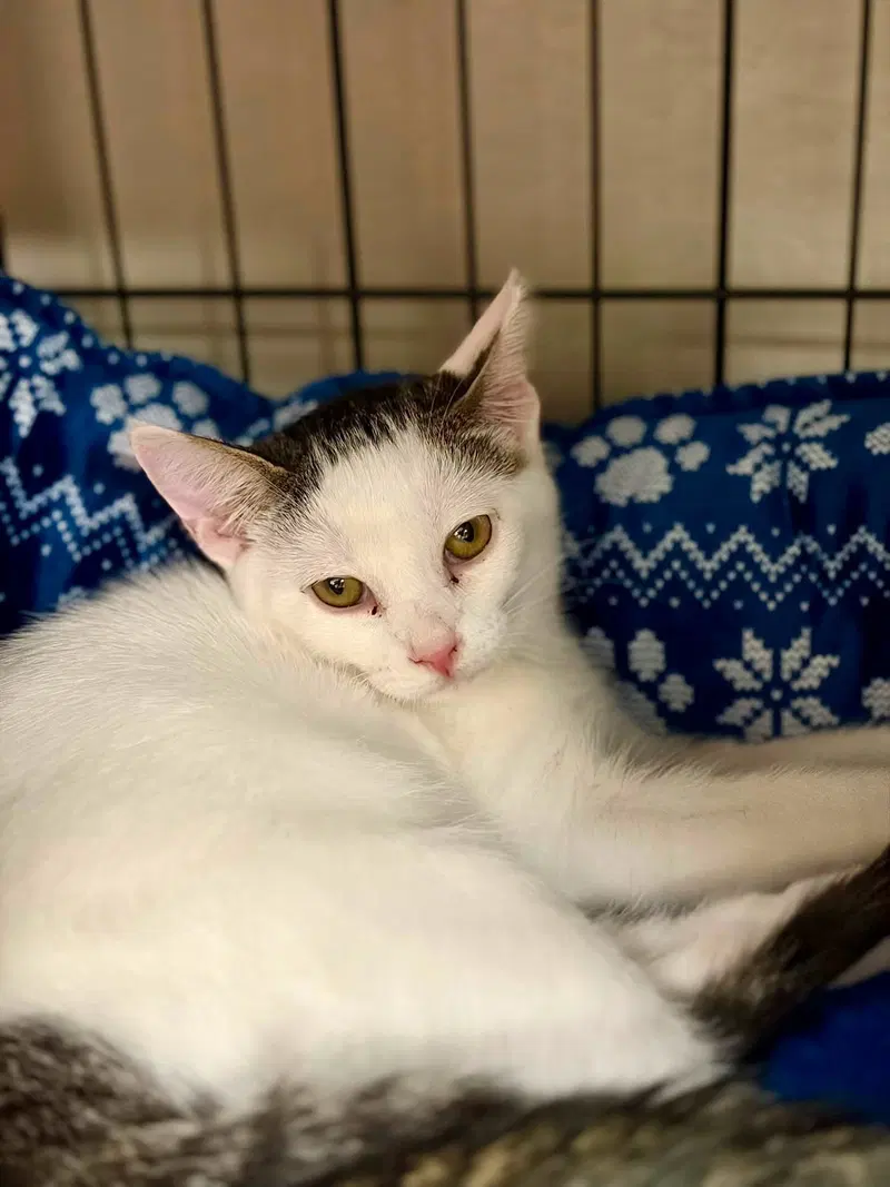 Ivy, a female Tabby kitten up for adoption