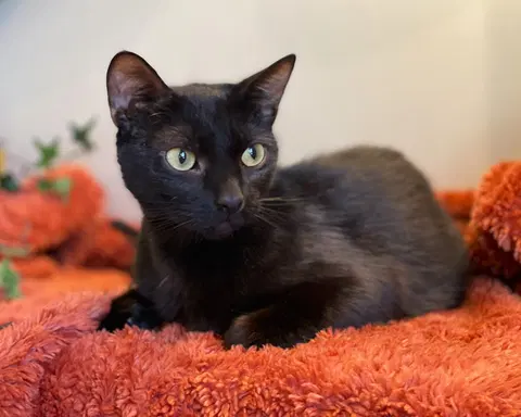Watch the video of Ivy