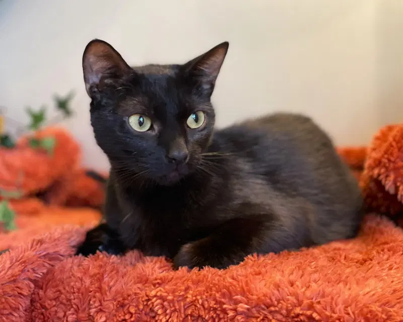 Ivy, an adult female cat up for adoption