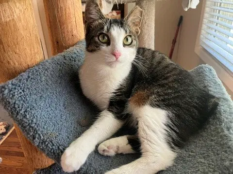 Betty Bobtail, photo 7