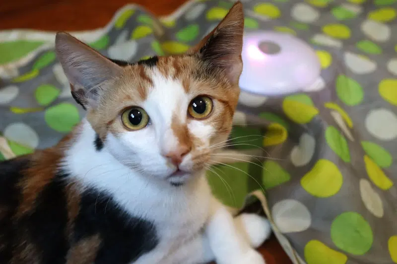 Amelia, a young female Calico cat up for adoption