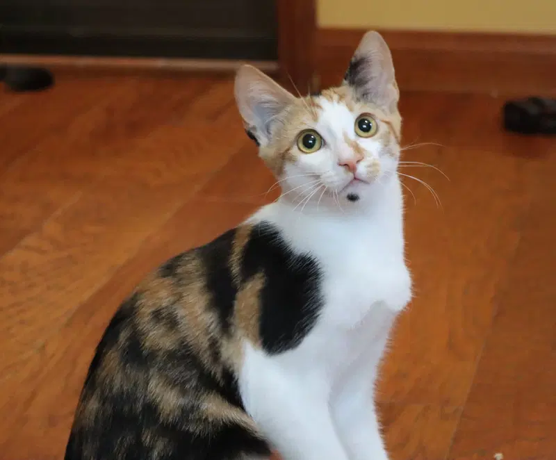 Amelia, photo 2