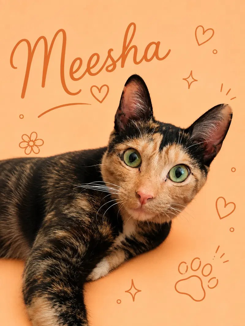 Meesha, photo 3