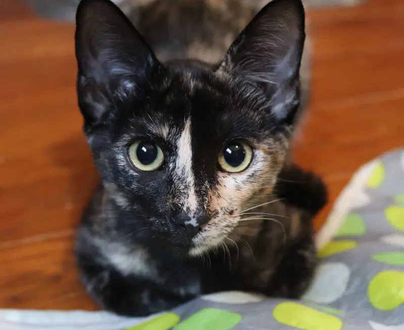 Moxie, a young female Tortoiseshell cat up for adoption