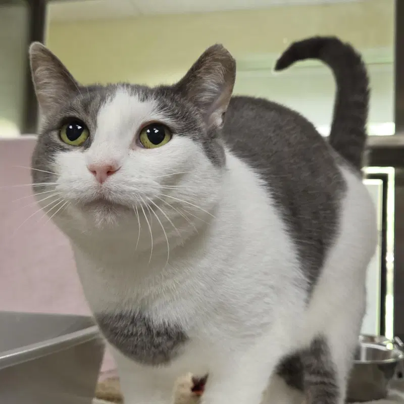 Boots, an adult female cat up for adoption