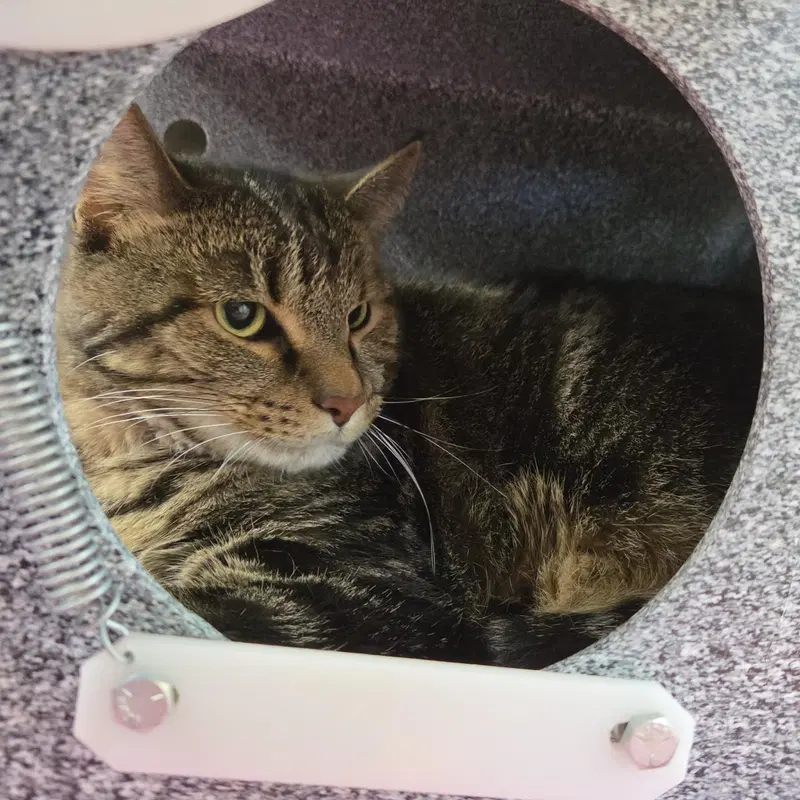 Hopscotch, an adult male cat up for adoption
