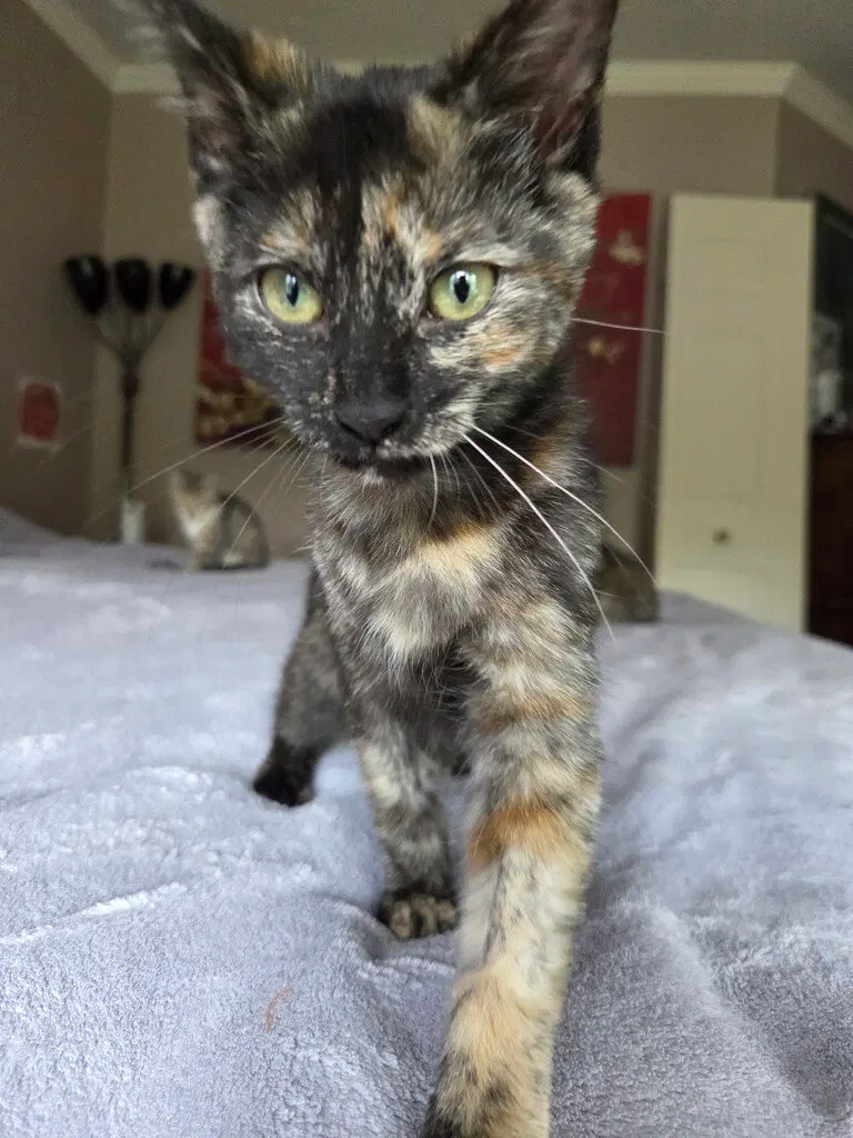 Frito, a female cat up for adoption